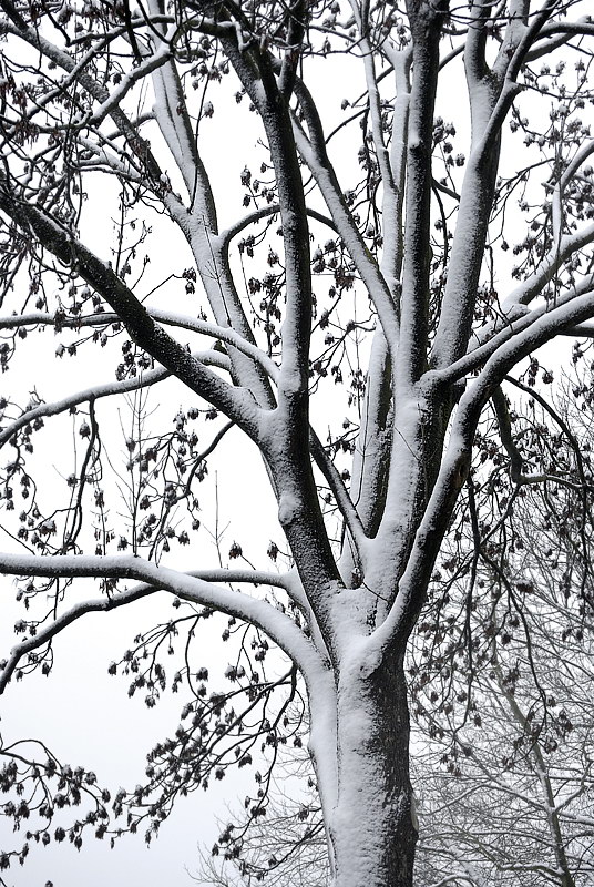 Baum Winter_DSC1645 Kopie.jpg   26.04.jpg